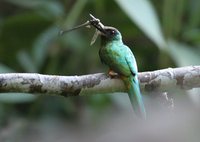 White-chinned Jacamar - Galbula tombacea