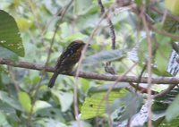 Gilded Barbet - Capito auratus