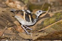 Banded Antwren - Dichrozona cincta