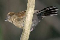 Fringe-backed Fire-eye - Pyriglena atra