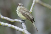 Greenish Elaenia - Myiopagis viridicata