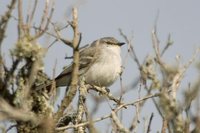 Suiriri Flycatcher - Suiriri suiriri