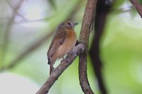 Ruddy-tailed Flycatcher - Terenotriccus erythrurus