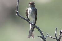 Western Wood-Pewee - Contopus sordidulus