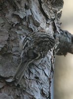 Brown Creeper - Certhia americana