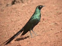 Long-tailed Glossy-Starling - Lamprotornis caudatus