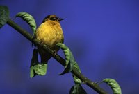 Baglafecht Weaver - Ploceus baglafecht