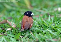 Chestnut Munia - Lonchura atricapilla