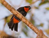 Puerto Rican Bullfinch - Loxigilla portoricensis