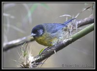 Santa Marta Brush-Finch - Atlapetes melanocephalus