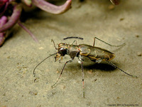 꼬마길앞잡이 - Cylindera elisae koreanica