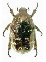 Protaetia brevitarsis seulensis - 흰점박이꽃무지