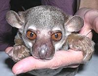 Otto's Sportive Lemur (Lepilemur otto)