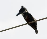 Giant Kingfisher (Megaceryle maxima)