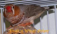 Black Breast-Orange Breast