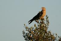 Yellow-headed  caracara   -   Milvago chimachima   -   Caracara  testagialla