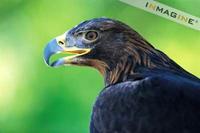 Golden Eagle (Aquilla chrysaetus) photo