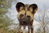 african wild dog ( Lycaon pictus ) , Africa , Namibia stock photo