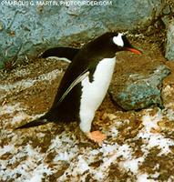 Gentoo Penguin - Pygoscelis papua