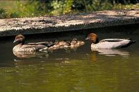 Australian Wood Ducks