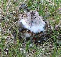 Little stint Calidris     minuta.