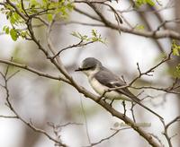 Ashy minivet C20D 02758.jpg