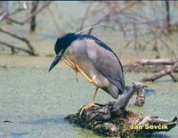 Kvakos nocni (Nycticorax nycticorax)