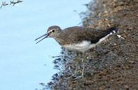 Tringa ochropus , 삑삑도요 - Green Sandpiper