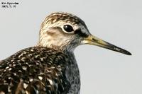 Tringa glareola , 알락도요 - Wood Sandpiper