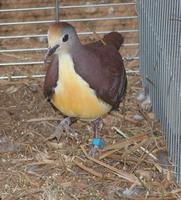 Male Golden Heart Dove Gallicolumba rufigula