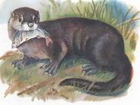 Eurasischer Fischotter [Lutra lutra]
