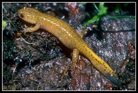: Hynobius tsuensis