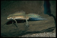 : Ommatotriton ophryticus; Banded Newt