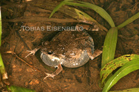 : Physalaemus pustulosus; T
