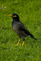 : Acridotheres tristis; Common Myna