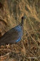 : Acryllium vulturinum; Vulturine Guineafowl