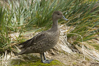 : Anas georgica; South Georgia Pintail