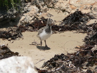 : Haematopus ostralegus; Pied Oystercatcher