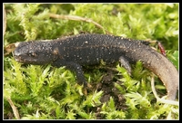 : Tylototriton kweichowensis; Red-tailed Knobby Newt