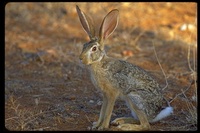 : Lepus capensis; Cape Hare