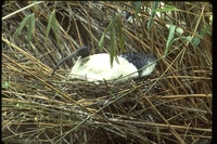 : Threskiornis molucca; Australian White Ibis