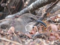 : Toxostoma redivivum; California Thrasher