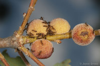 : Disholcaspis canescens; Round Honeydew Gall Wasp;