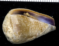 : Conus frigidus