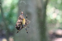 : Nephila clavipes; Golden-silk Spider