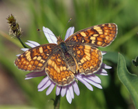 : Phyciodes orseis; California Crescent (female)