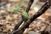 Green-eared barbet