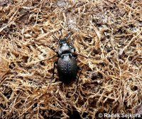 Carabus lusitanicus antiquus