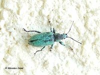 Phyllobius pyri