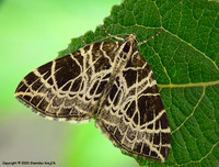 Eustroma reticulata - Netted Carpet